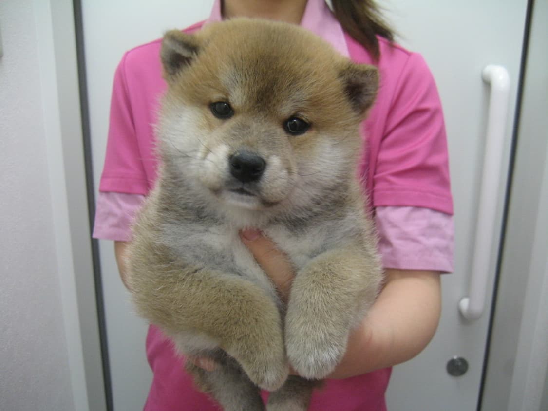 캐논 익서스 Canon IXUS 970 IS 실버 상품이미지3