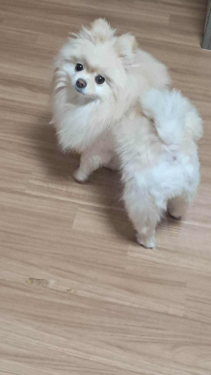 토종 국내산 사자 상품이미지2