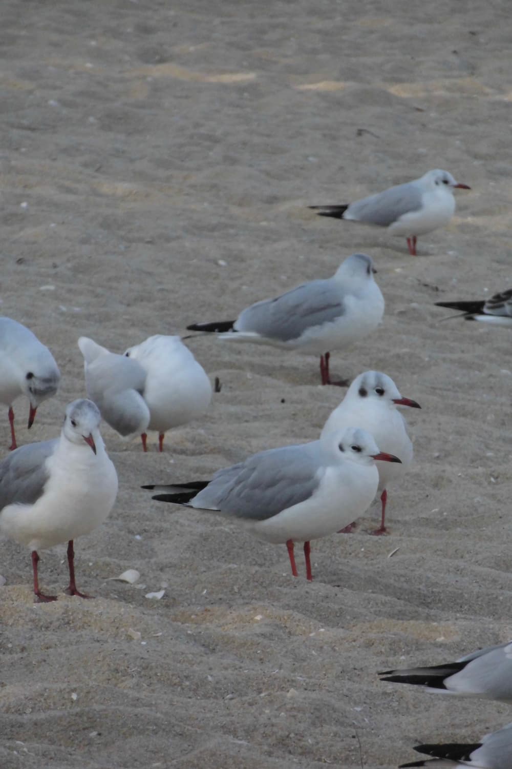 (풀박/소프트포커스/메이크업)카시오 exilim ex-h50 디지털카메라 상품이미지10
