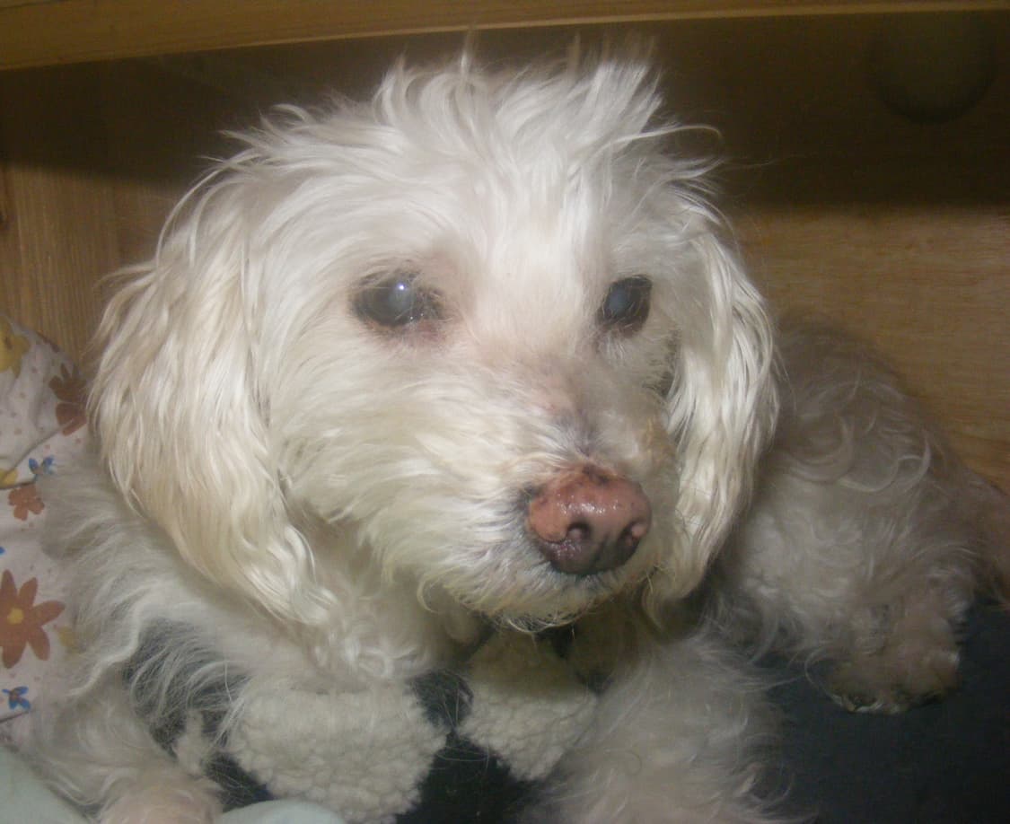 후지필름 파인픽스 S700 디지털카메라 상품이미지10