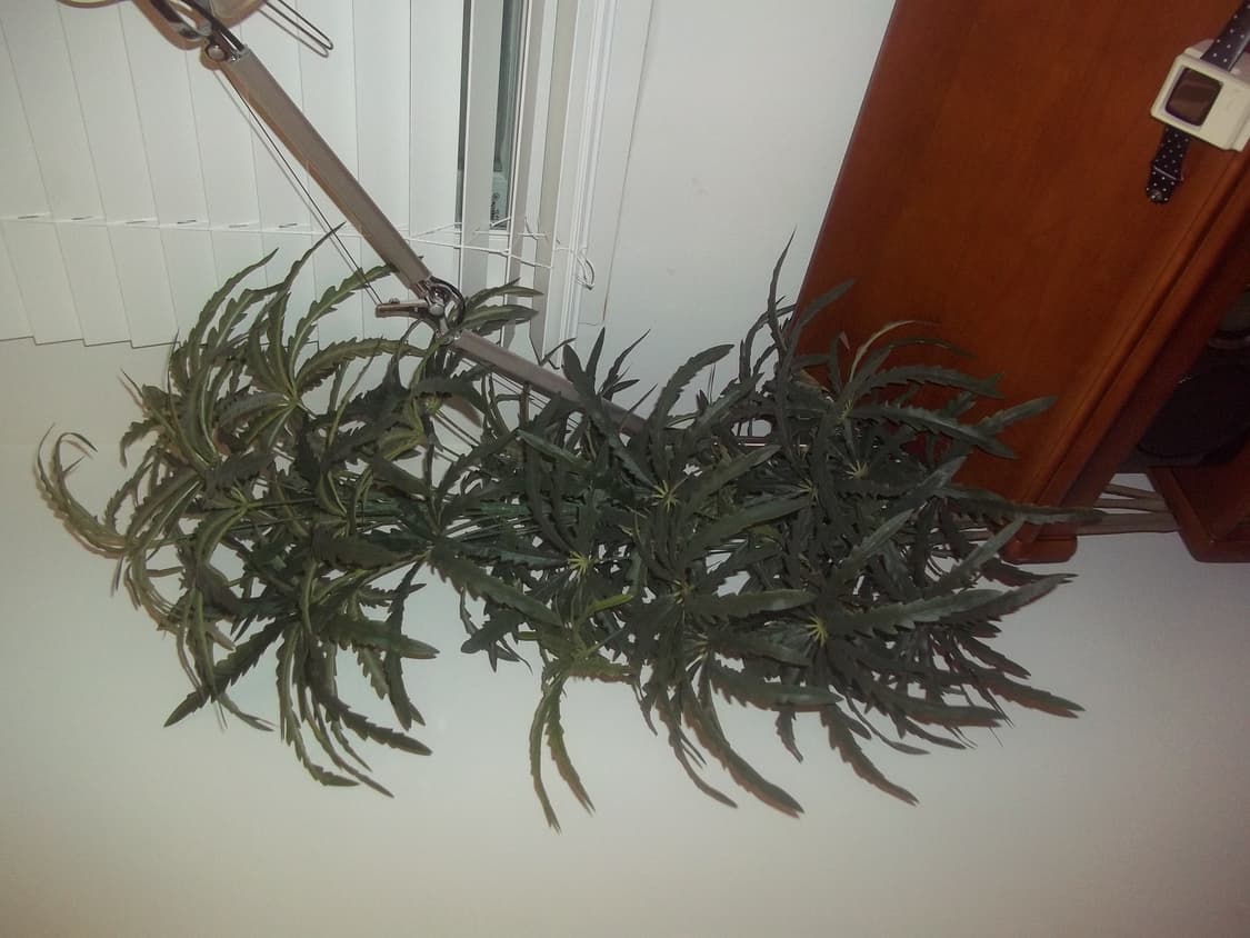 코닥 이지쉐어 C143 2대 일괄 (1개 작동/1개 부품용. 작례O) 상품이미지7