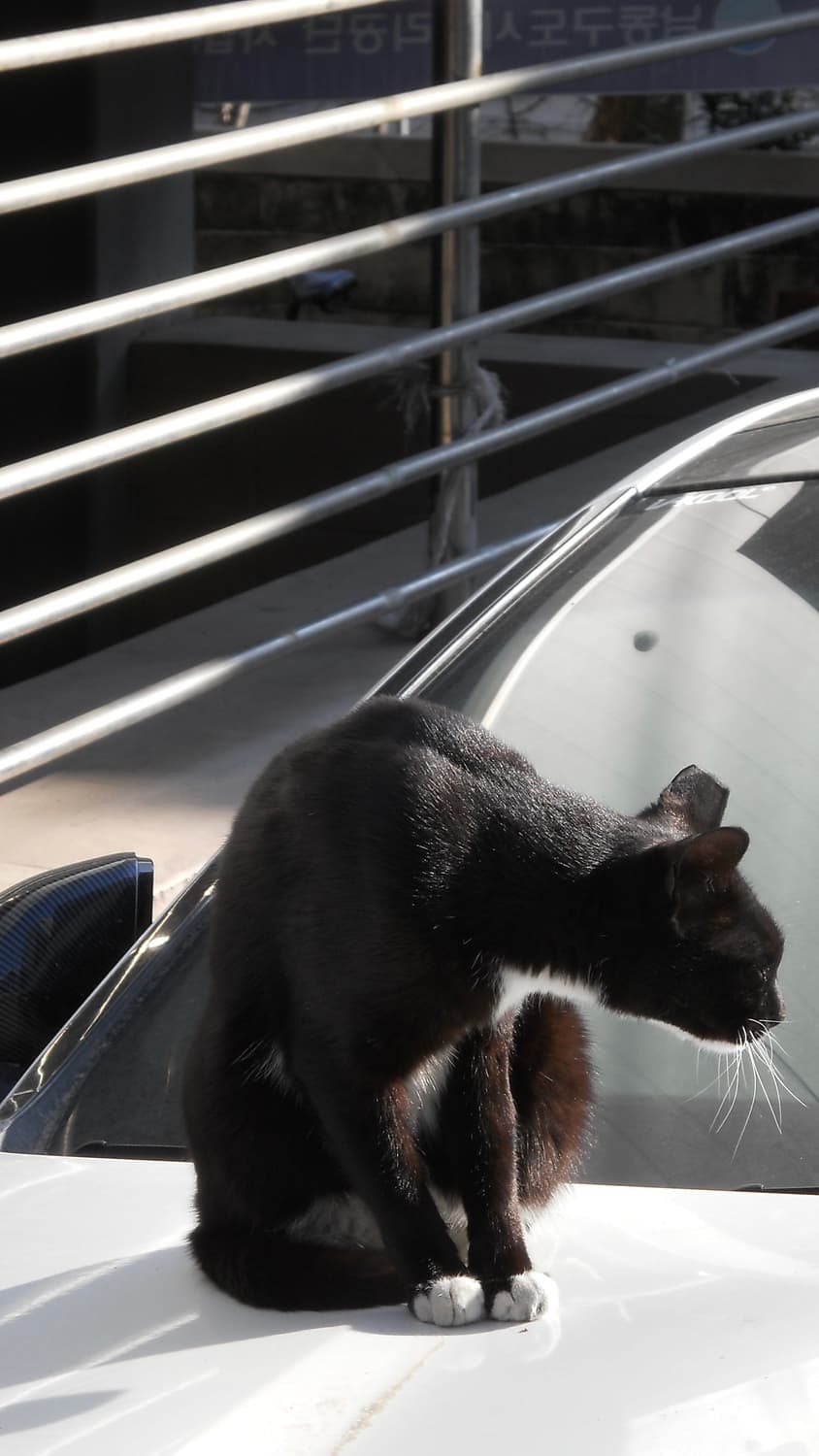 니콘 쿨픽스 nikon coolpix L21 디지털 카메라 상품이미지10