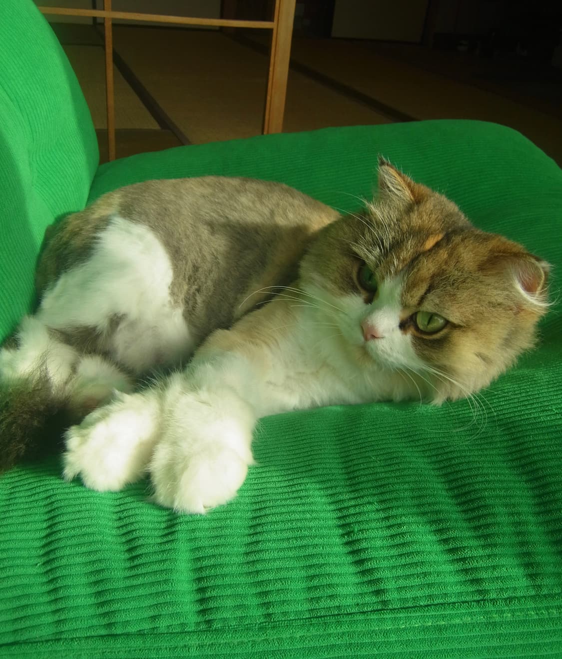 Ricoh PX 리코 PX 라임그린 빈티지디카 🍏 상품이미지9