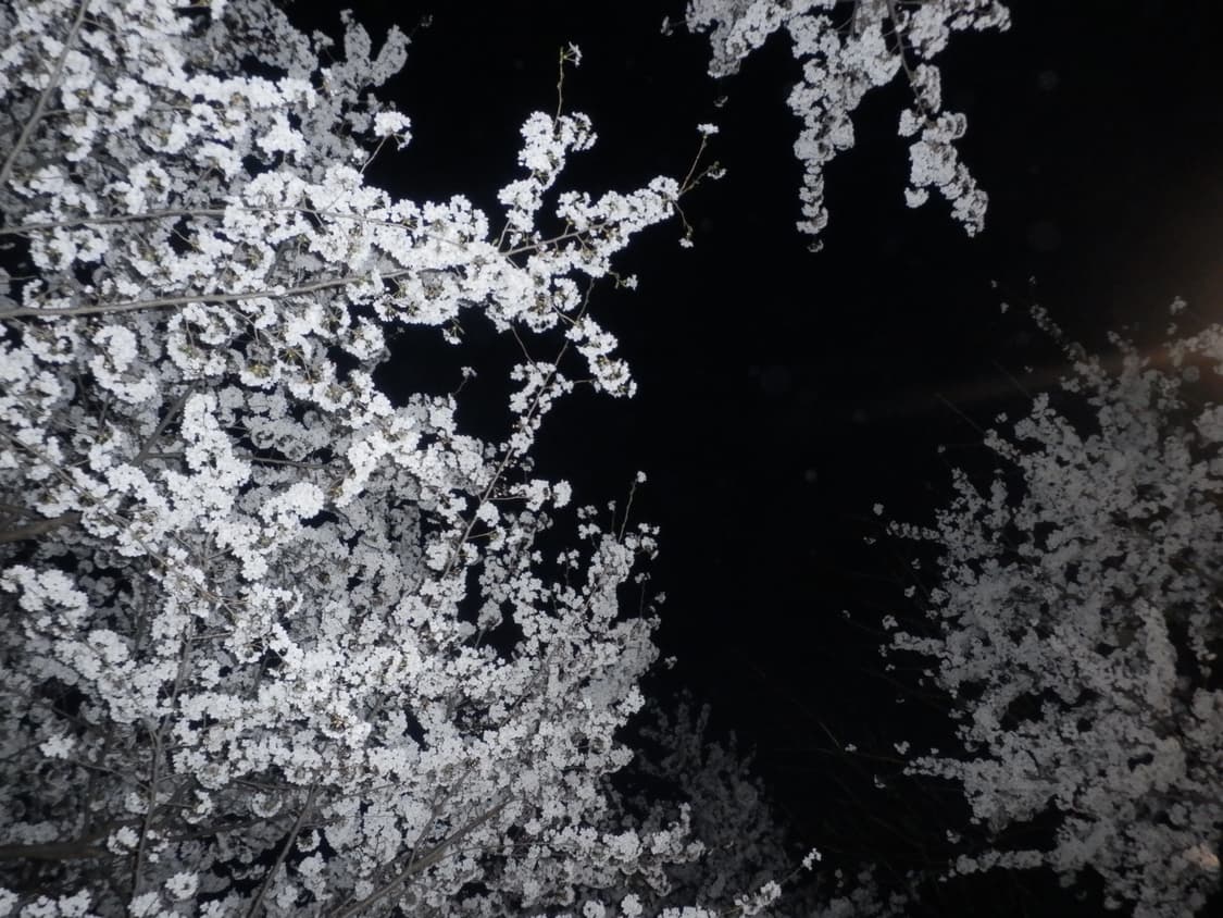 올림푸스 sh-21 골드 상품이미지5