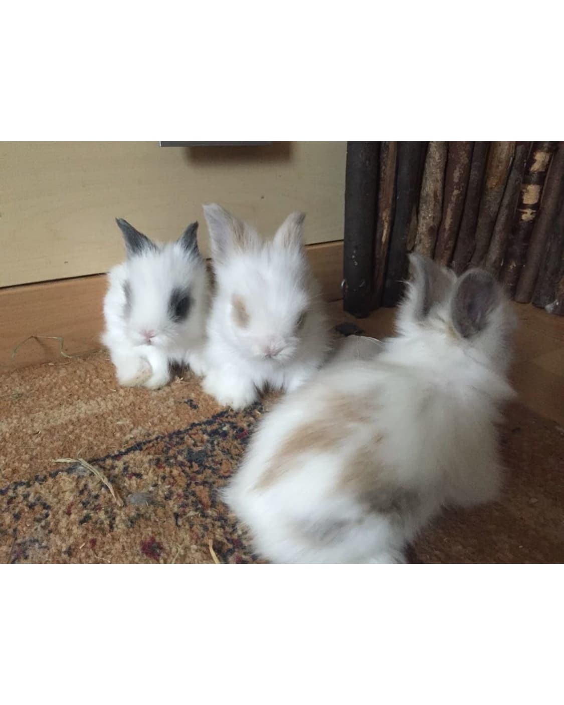 인스타그램 활동 기념 . . . 10% 할인 진행합니다요 !! 상품이미지2