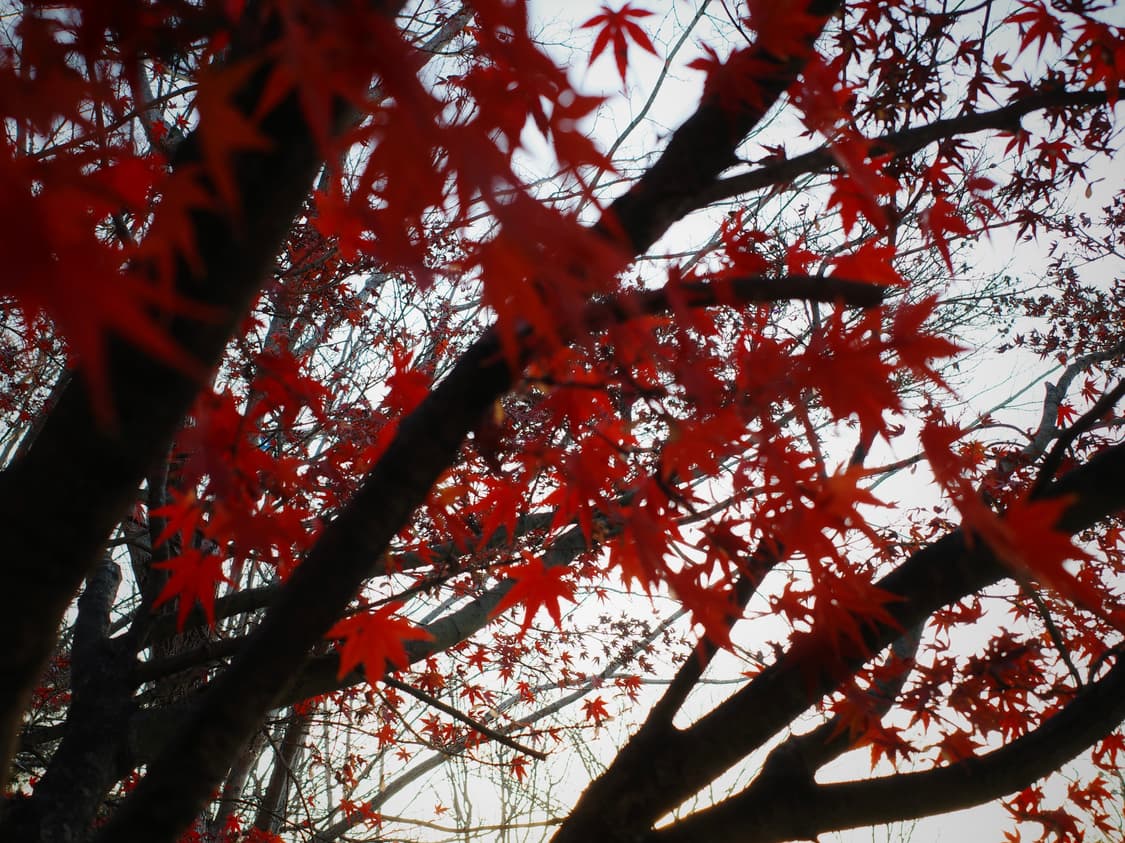 캐논 익서스 200 IS 실버 상품이미지6