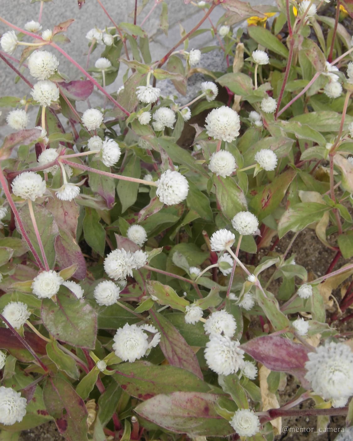 노란기 없는 뽀용작례✨CASIO EX-ZS6 카시오 디카 카메라 상품이미지8