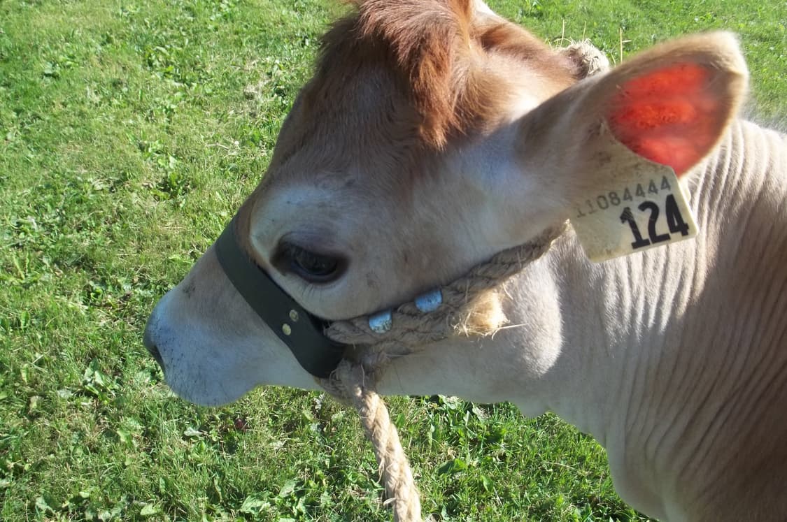 Kodak easyshare c195 코닥 이지쉐어 디카 카메라 상품이미지4