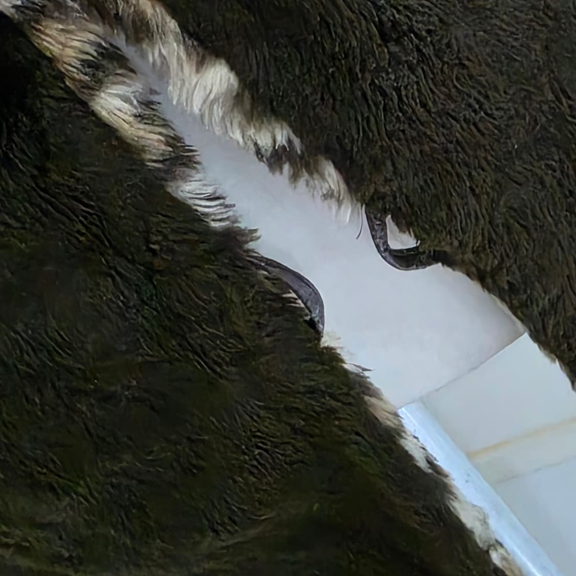 일본빈티지)레오파드 호피 오네갸루st 로맨틱 고딕 페이크퍼 카라 코트 상품이미지3