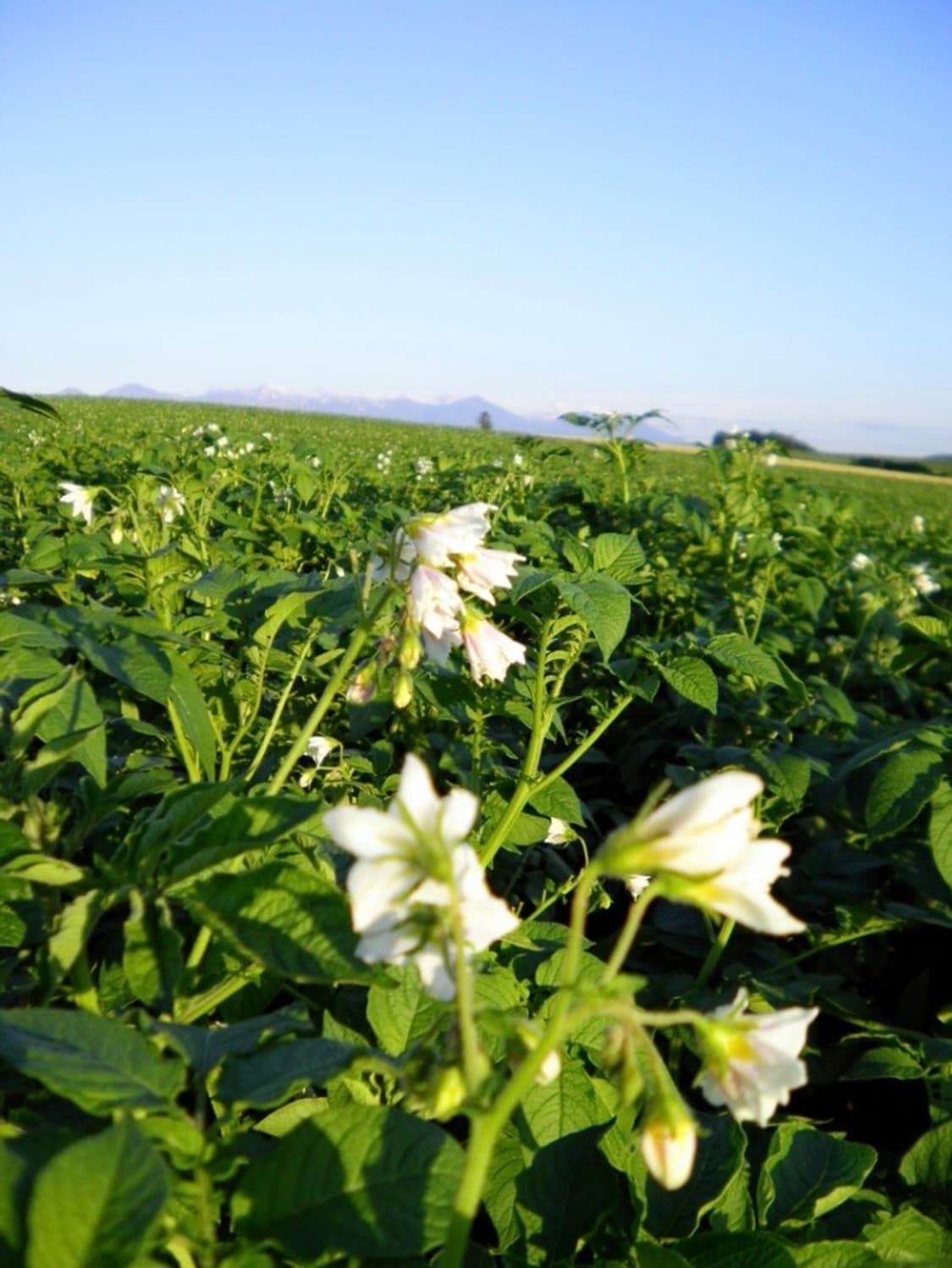 [새상품] 산요 DSC-X1250 상품이미지3