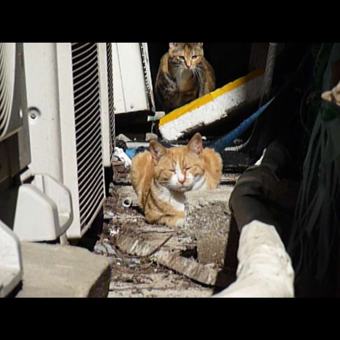 작례⭕️ 파나소닉 루믹스 DMC-TZ5 상품이미지2