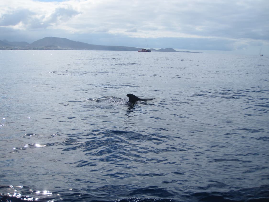 캐논 익서스 canon ixus 990is / sd970is 디카 카메라 상품이미지3