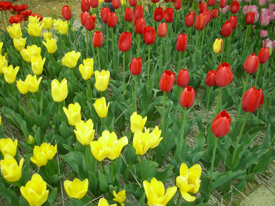 니콘 쿨픽스 s500 빈티지 디카 상품이미지8