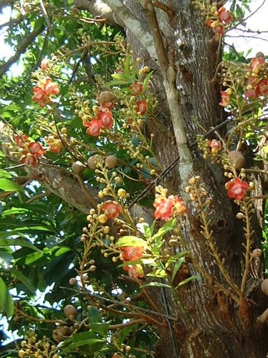 빈티지디카의 정석 후지필름 4700z 상품이미지6