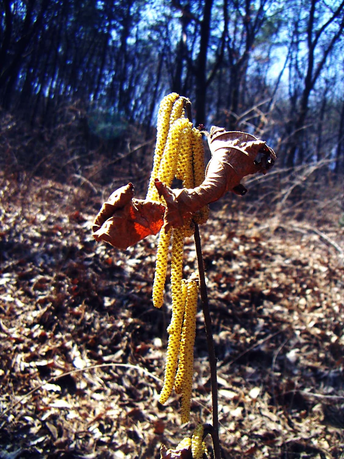 코니카 미놀타 디미지 X21 빈티지 디카 판매합니다 상품이미지9