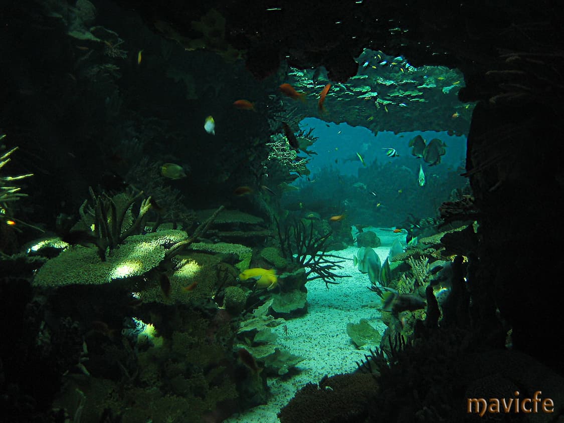 (레트로감성🖤) 캐논 Canon IXY Digital 30 상품이미지9