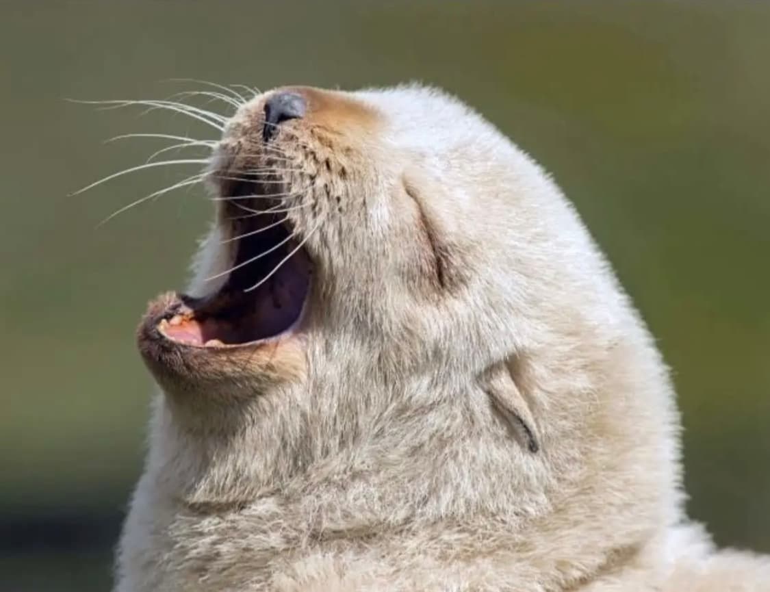 H.A 상품이미지1