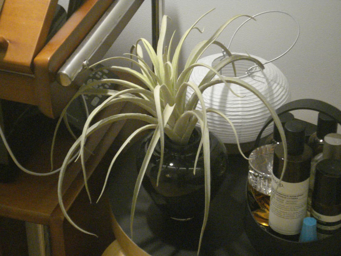 ✨주말동안 할인!)소니 사이버샷 DSC W55 핑크 상품이미지10