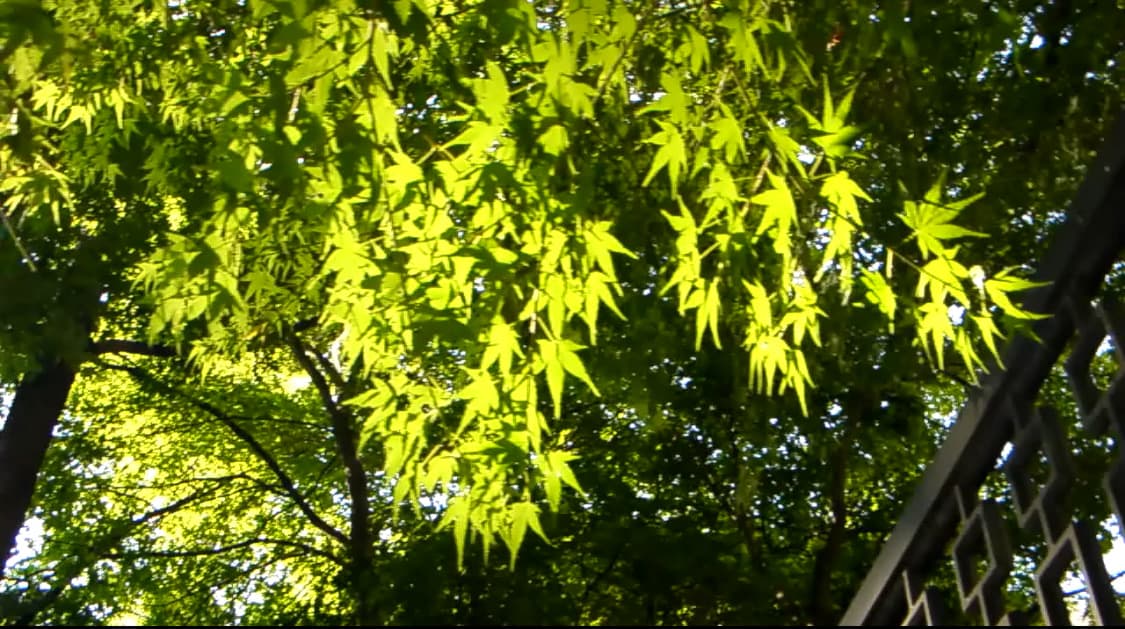 산요작티 캠코더 Sanyo Xacti VPC HD1A 상품이미지8