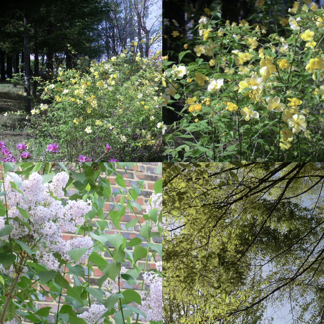 풀박스💓 카시오 엑슬림 H20G (H15 + gps) 츄디카 상품이미지9