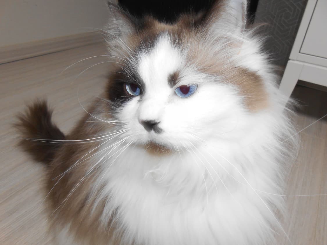 [빈티지 디카] 니콘 쿨픽스(Nikon COOLPIX) S4400 상품이미지5