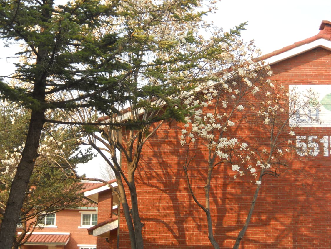 사쿠라 디카&희귀!) Nikon Coolpix 3100 카메라 상품이미지6