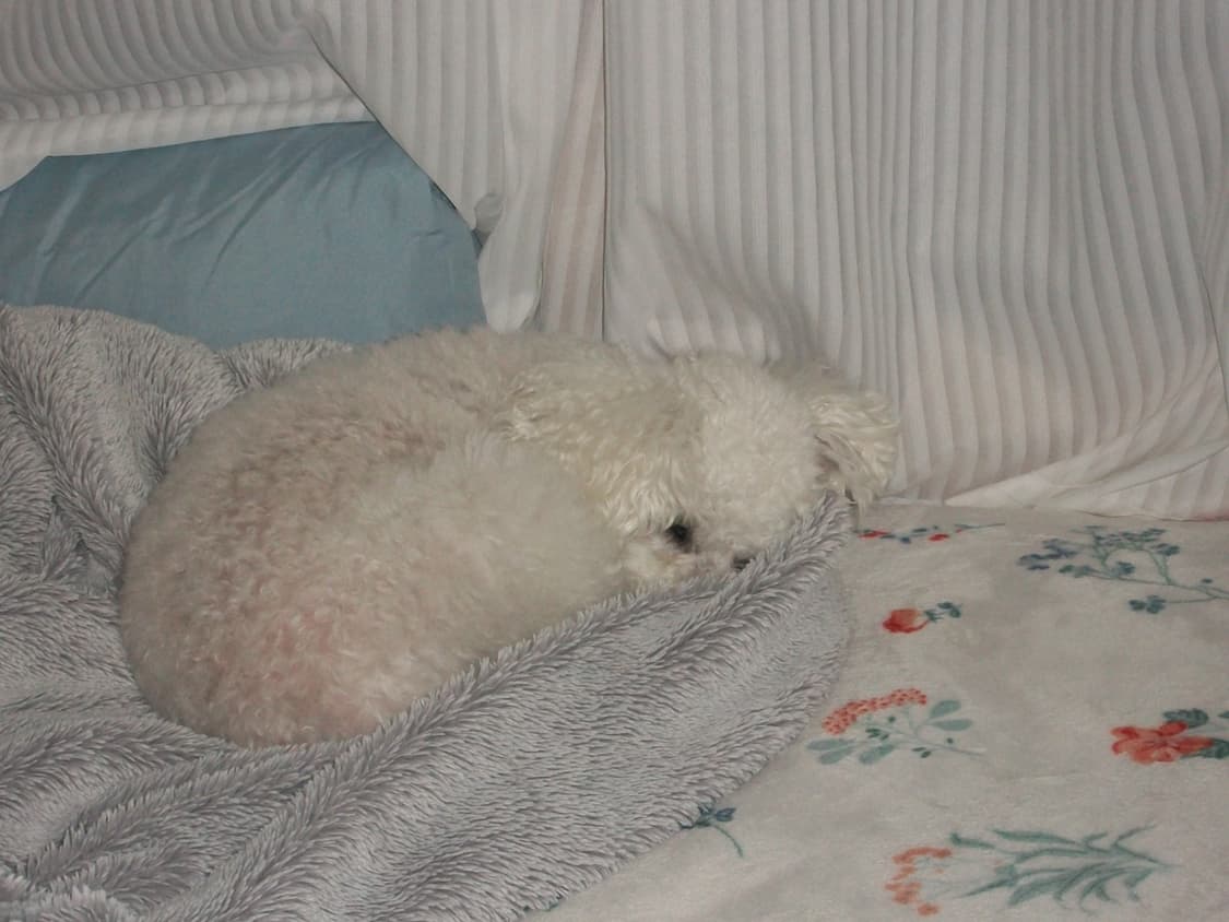 코닥 이지쉐어 C180 빈티지 디지털카메라 상품이미지7