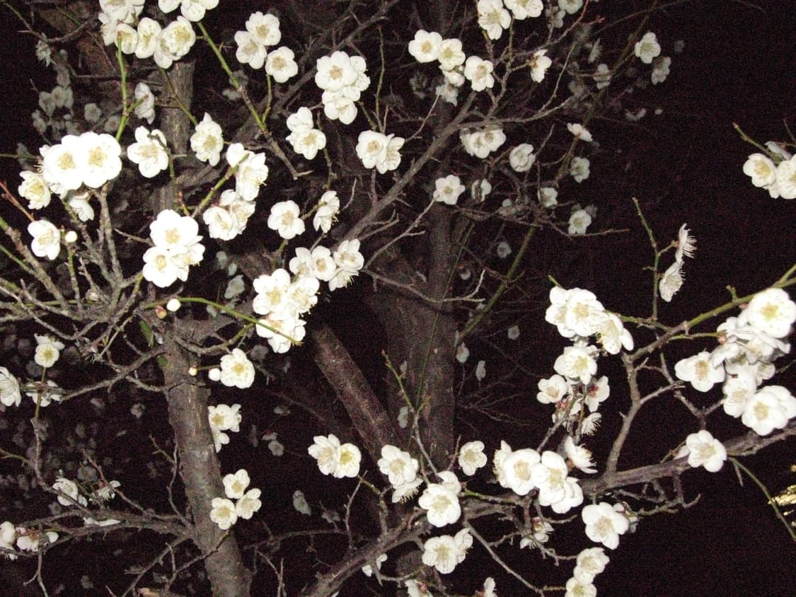 캐논 디지털 익서스 900 ti  티타늄 (익시 1000) 작례 O 상품이미지6