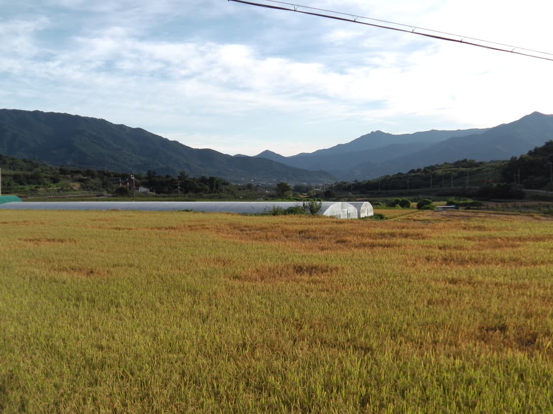 (작례o, 오렌지🍊)뉴진스 캠코너 파나소닉 HX-WA10 상품이미지4