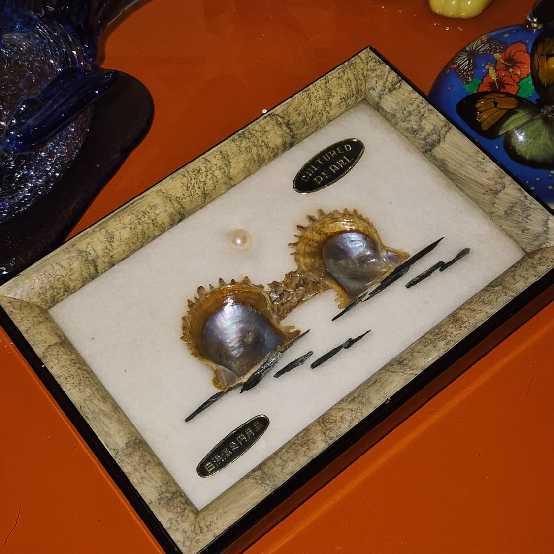 50s 이세시마 엔틱 진주 표본 조개 액자 상품이미지8
