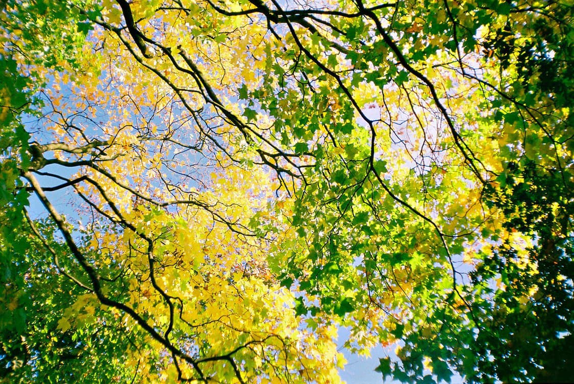 작례O 국내 유일 올림푸스 트립 md3 필름카메라 빈티지 필카 상품이미지2