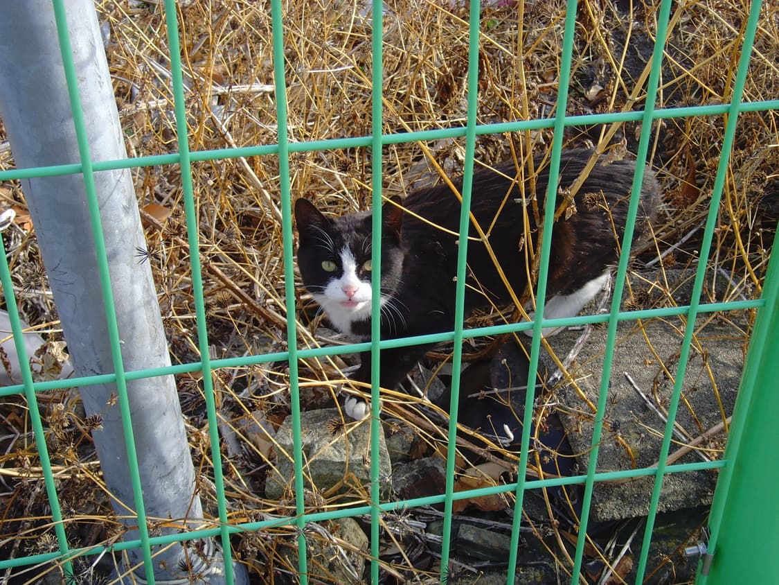 삼성 vluu nv3 디카 상품이미지3