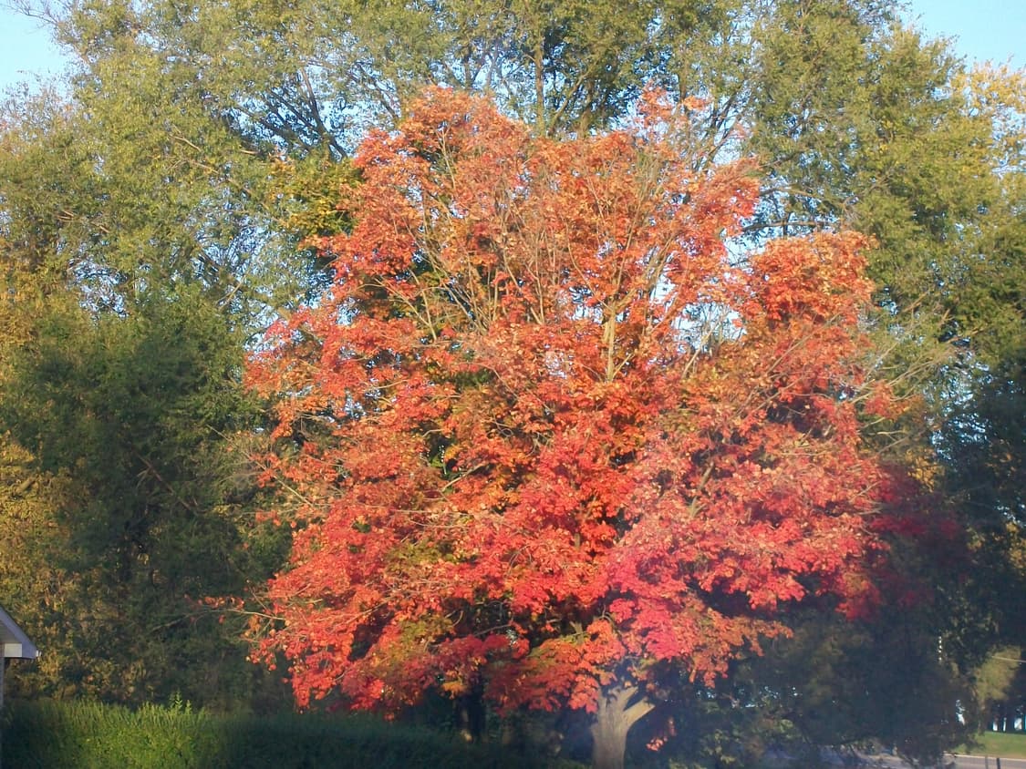  코닥 이지쉐어 C813 블루 Kodak Easyshare C813  상품이미지10