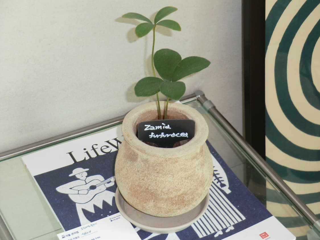 【당일배송 가능】카시오 엑슬림 z2300 casio exilim 상품이미지4