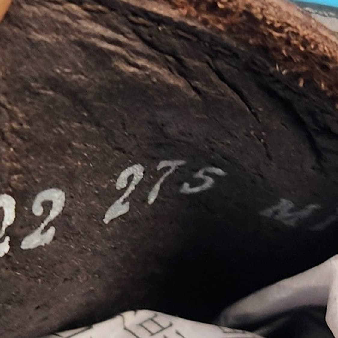 ee 클라시코  클래식 남성정장구두275 상품이미지6