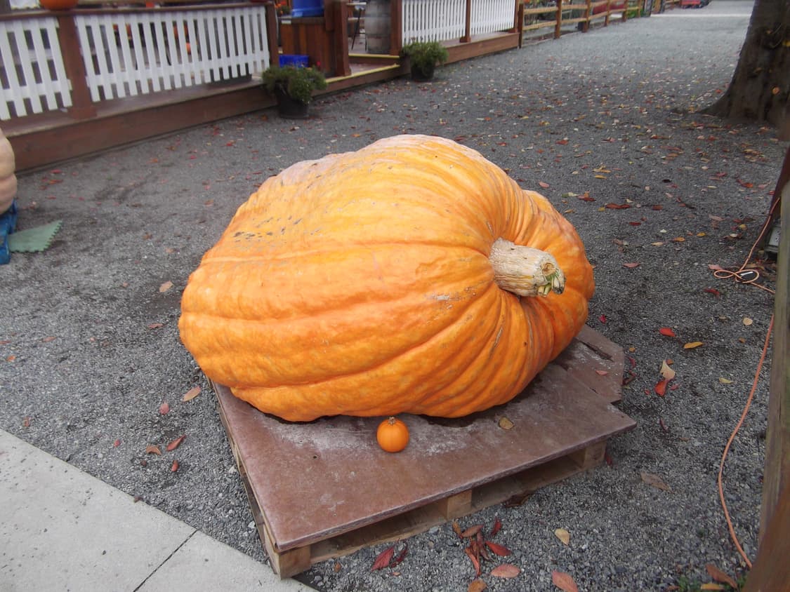 후지필름 Fujifilm Finepix JX250 디카 디지털 카메라 상품이미지6