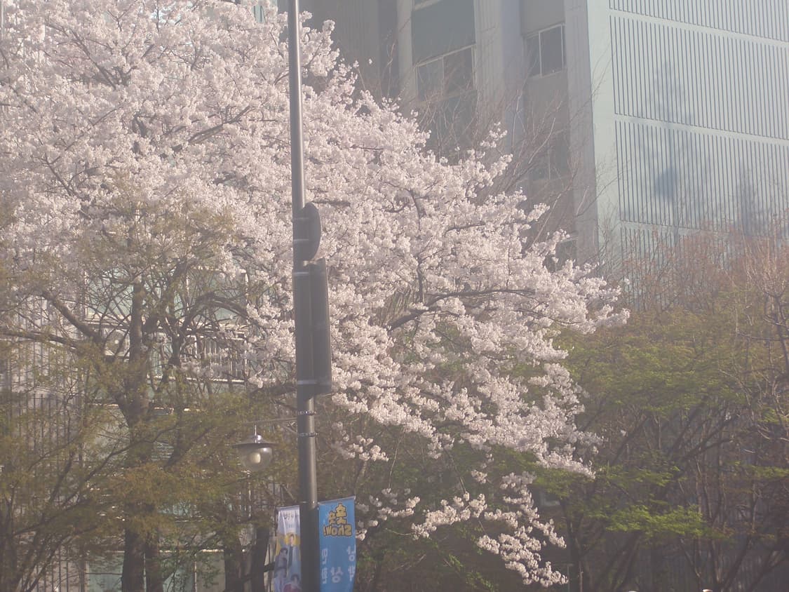 찐빈티지!) 카시오 엑슬림 EX-Z57 디카 빈티지 캠코더 /캐논 상품이미지6