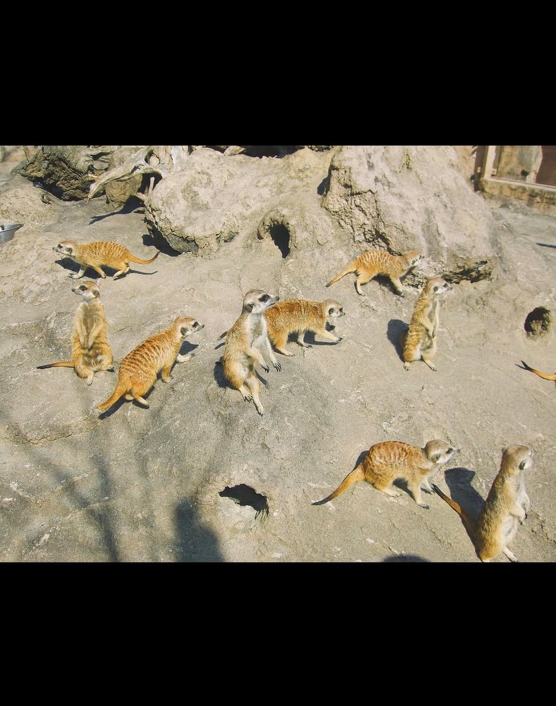 카시오 엑실림 ex z600 디지털카메라 상품이미지10