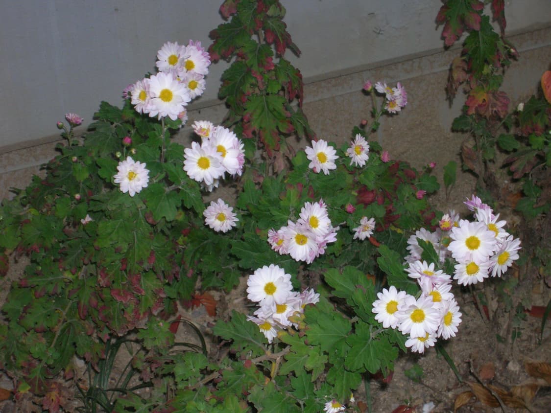 니콘 Coolpix 5600 빈티지 디카 상품이미지10