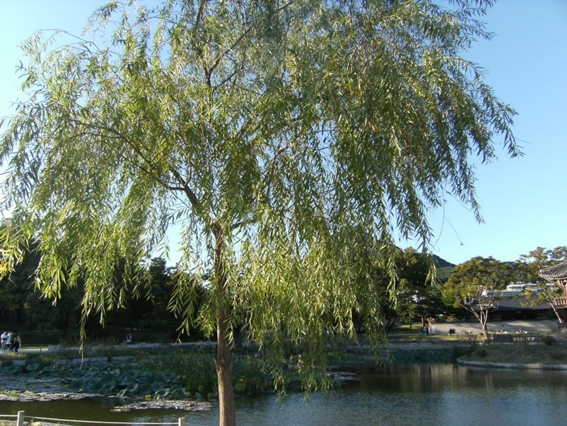 필름색감) 후지필름 Finepix F480 빈티지 카메라 상품이미지9