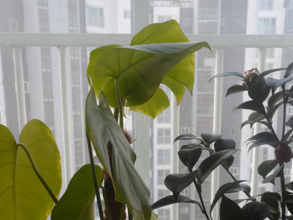 삼성 DV300F 한효주디카(작례o) 상품이미지10