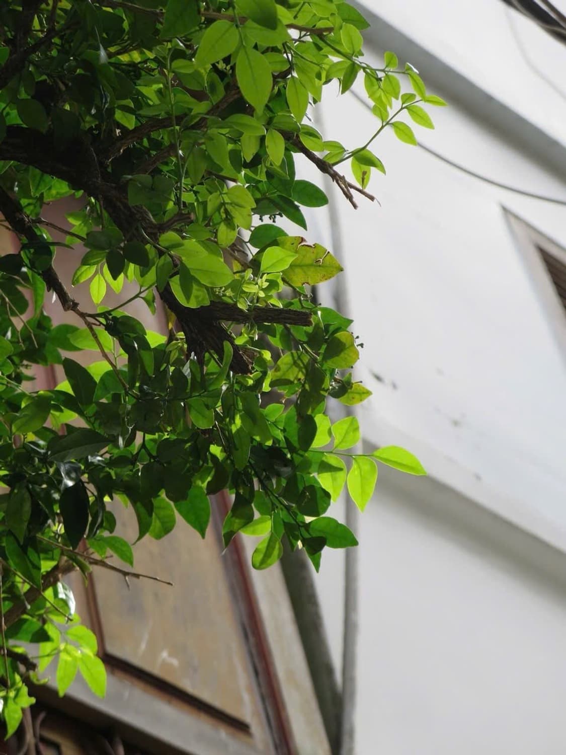 초희귀모델 컬러 ✨) 캐논 ixy600f 작례O 상품이미지5