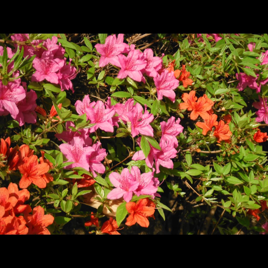 작례⭕️ 후지필름 XP 100  상품이미지4