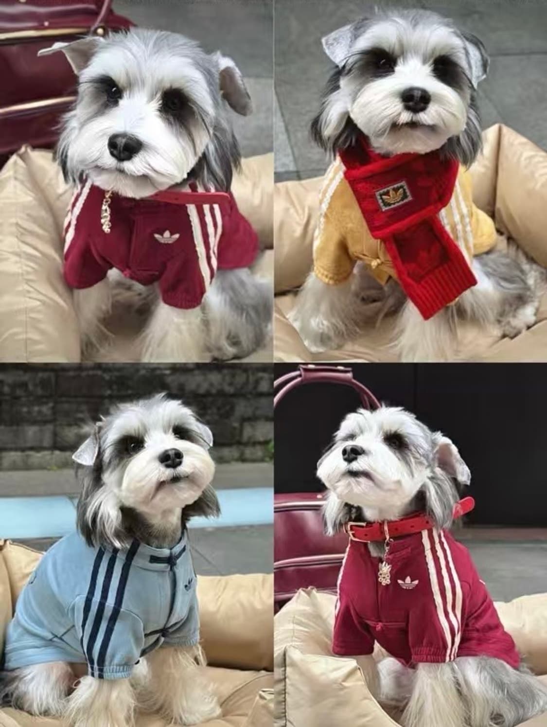 아디다스 강아지 고양이 옷 중티다스 상품이미지6