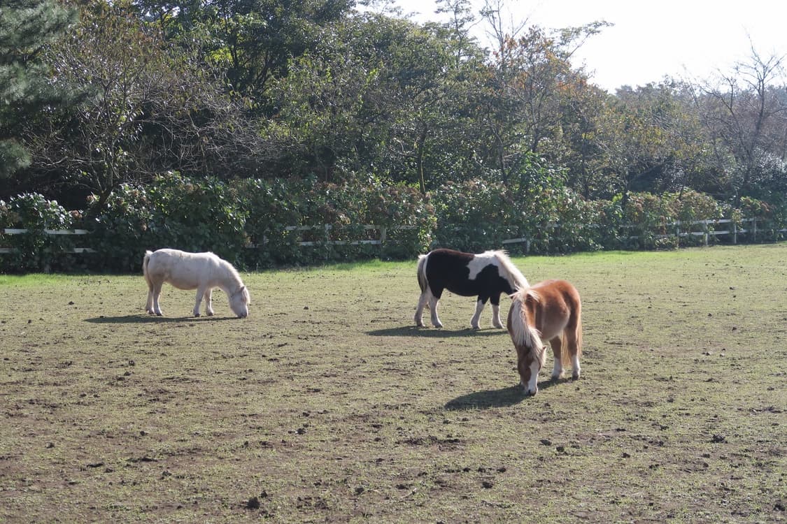 작례있음) 캐논 익서스70 ixus70 상품이미지5