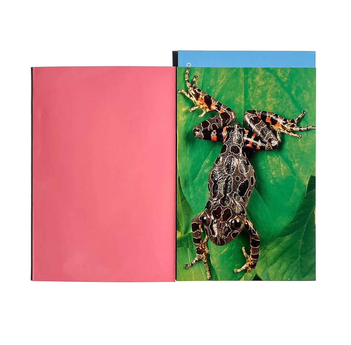 Comme des garcons shell 1999 꼼데가르송 포스터 상품이미지2