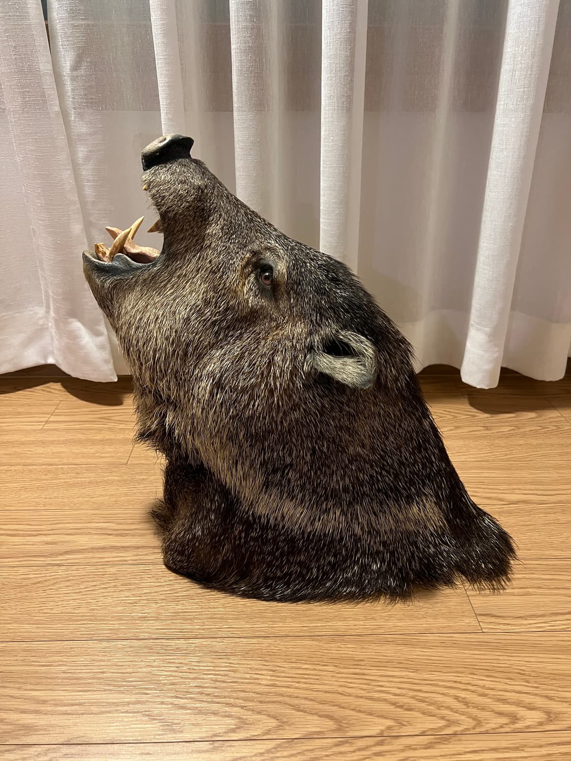 Javelina 숄더마운트 박제 헌팅트로피 상품이미지1