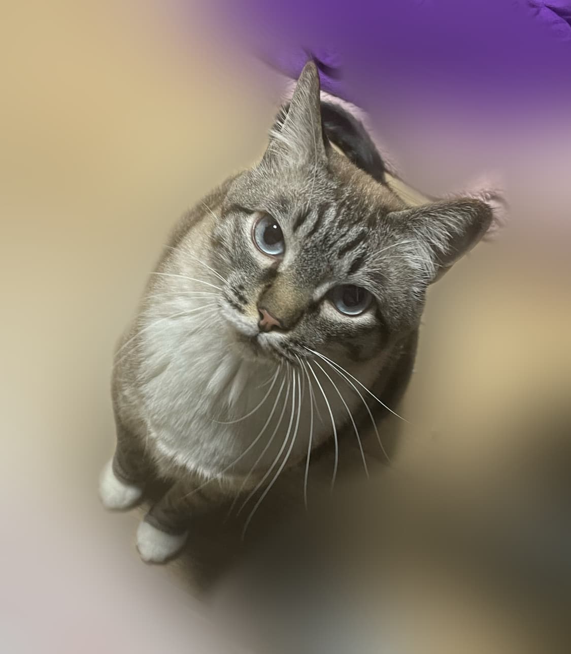 냥냥 상품이미지1