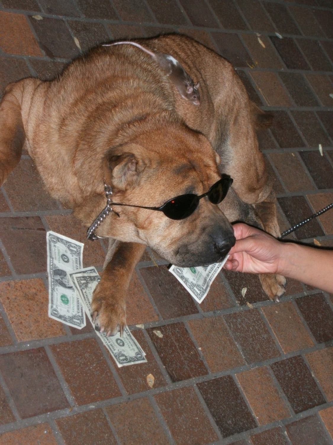 후지필름 파인픽스 FUJIFILM FinePix F450 실버 상품이미지3