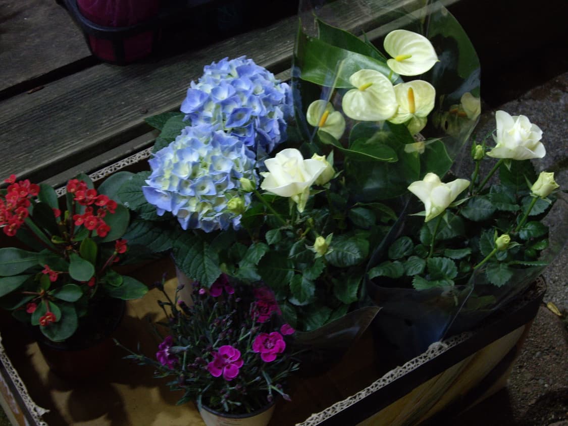 작례O, 아련미…🫧) PENTAX Optio A10 상품이미지8